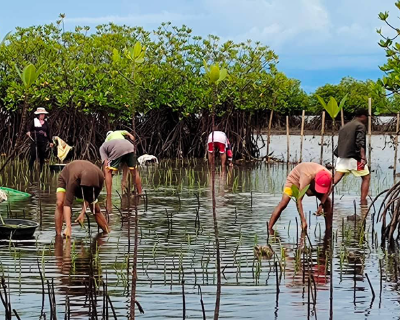 Mangrove plantation in Belaring, Negros island