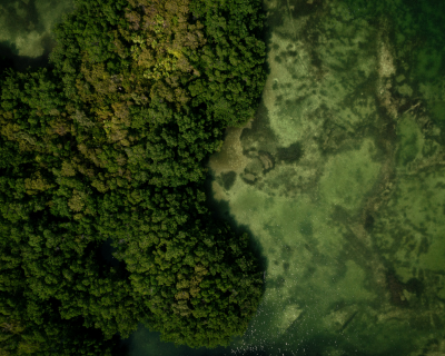 Mangrove plantation in Negros island