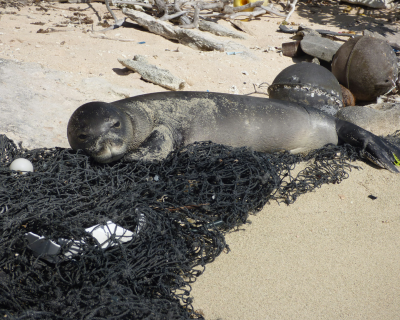 Marine Debris Collection