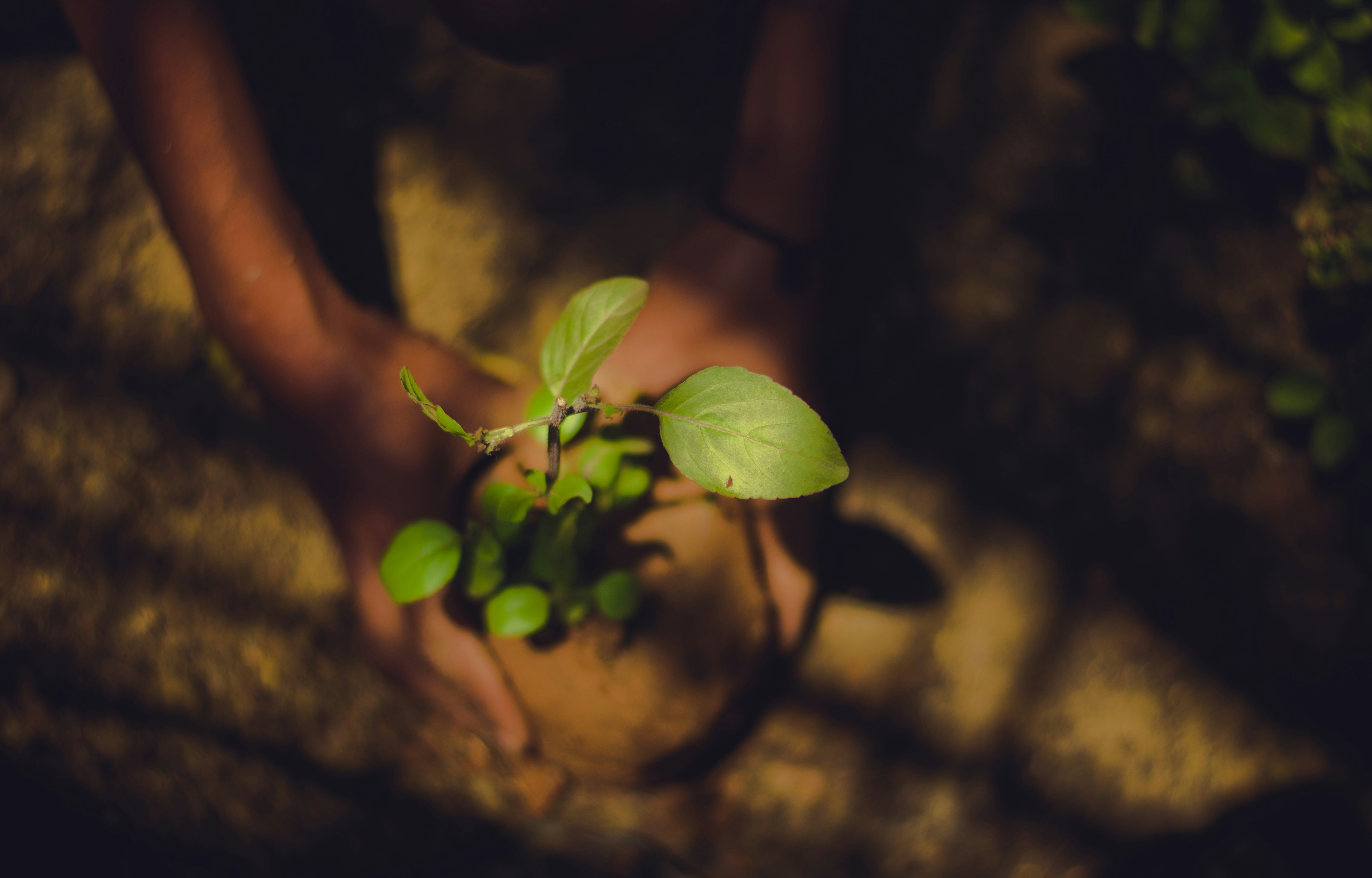 Plantation project in Tenkawa Village, Nara