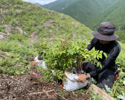 Plantation project in Tenkawa Village, Nara