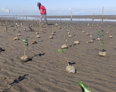 Mangrove plantation in 6a, Negros island