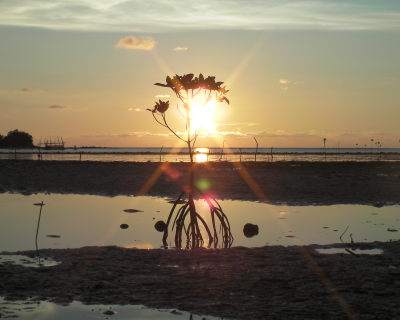 Mangrove plantation in Bocana, Negros island