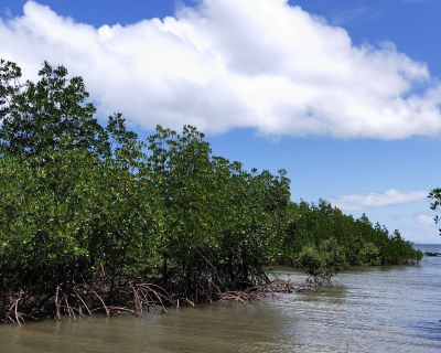 Mangrove plantation in Tortosa, Negros island